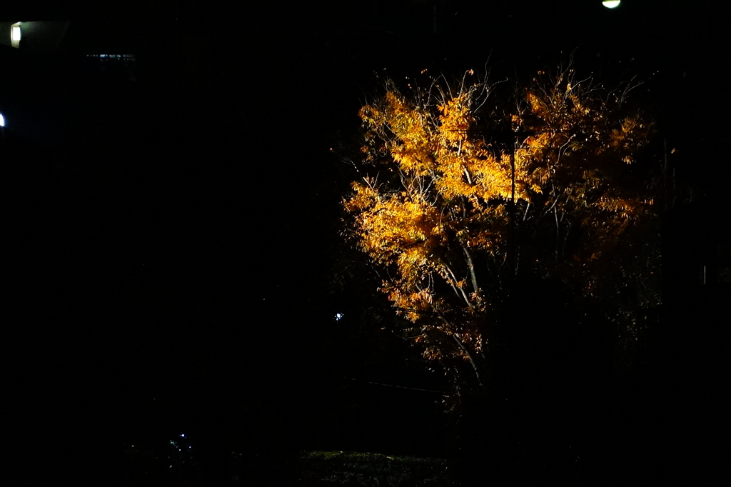 夜の街路樹