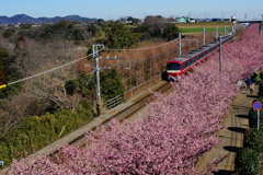 京浜急行と河津桜