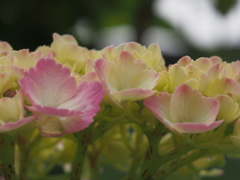 ほんわか紫陽花