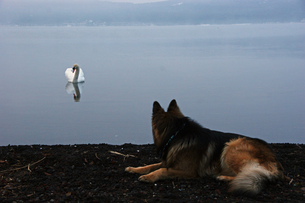白鳥と愛犬