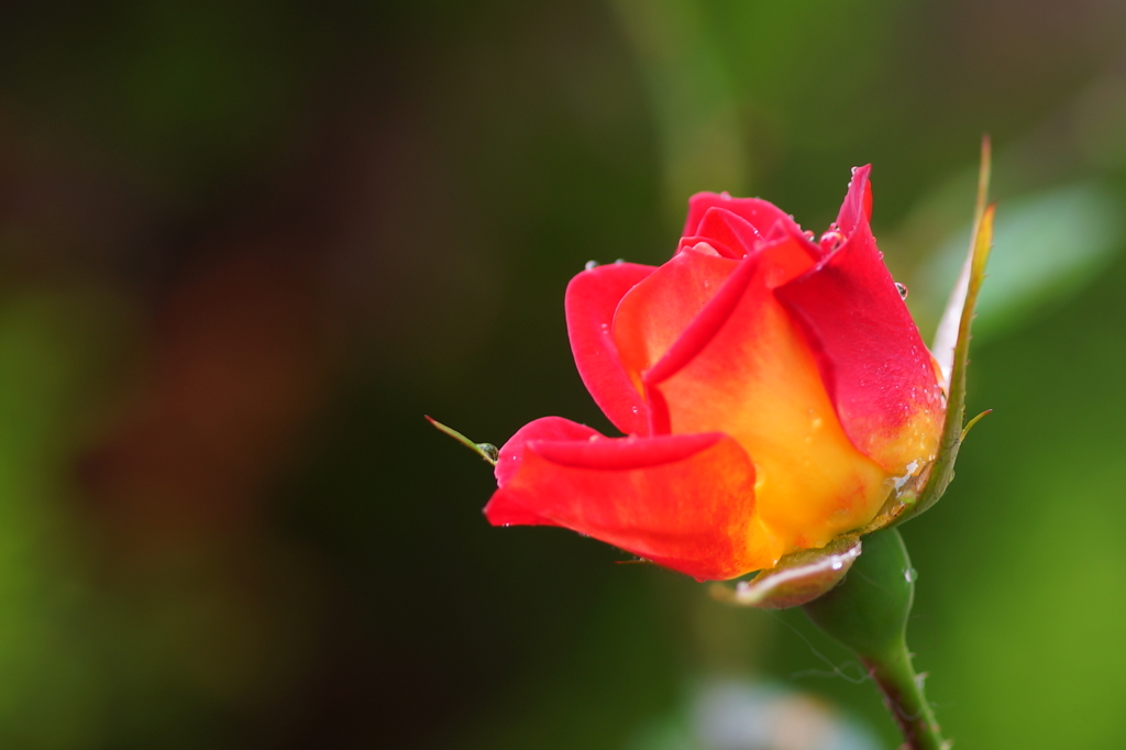 ミニ薔薇
