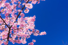 青空に河津桜