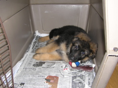 ＲＡＧ16日目自宅にて 