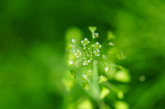 雑草花