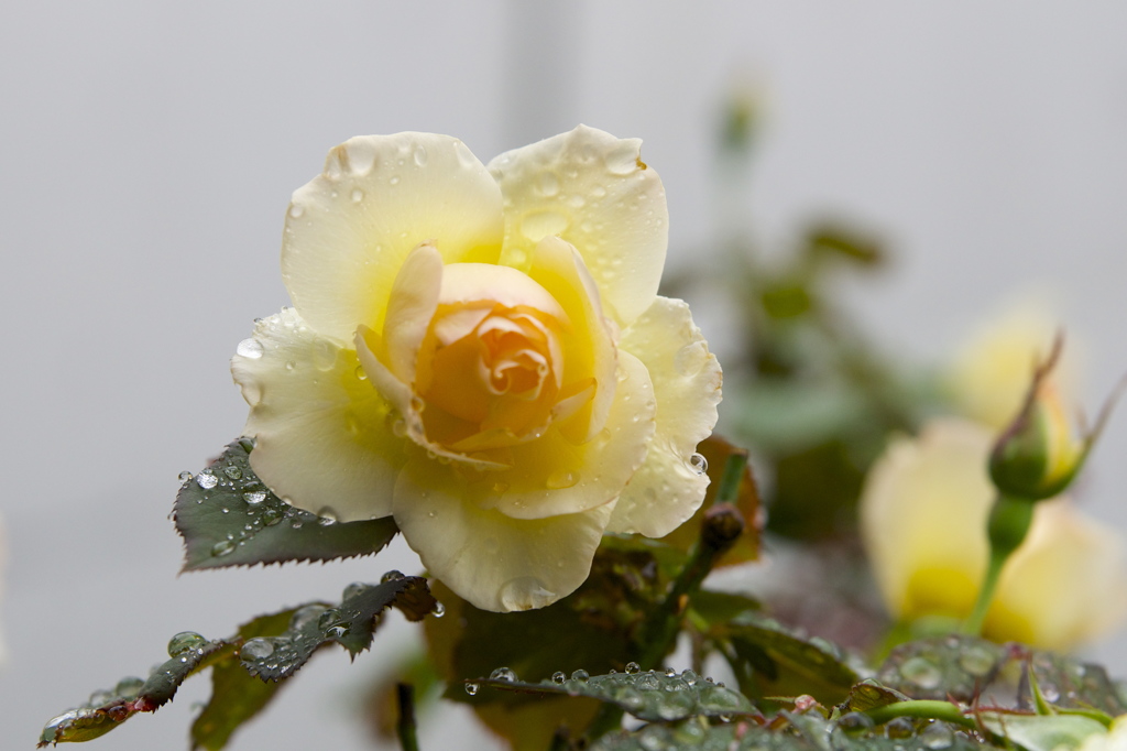薔薇