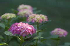 紫陽花の花