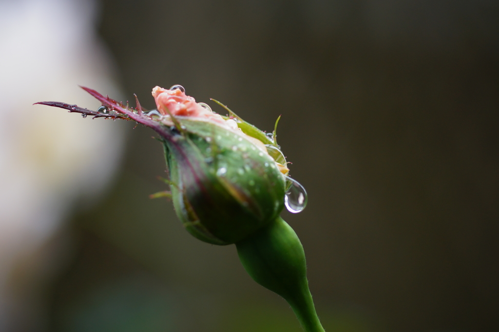 水玉とミニ薔薇