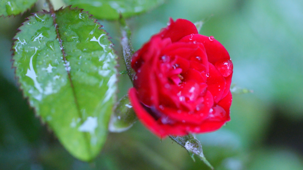 薔薇
