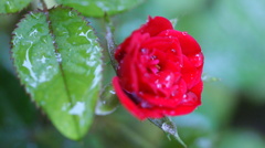 薔薇