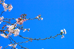青空にサクラ