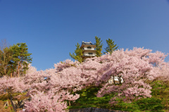 高遠の桜