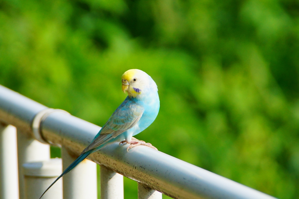 野生のセキセイインコ