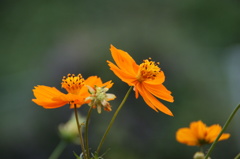 キバナコスモス