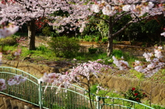 さくらと・・・