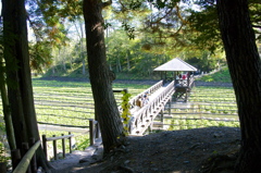 大王わさび園橋を見る