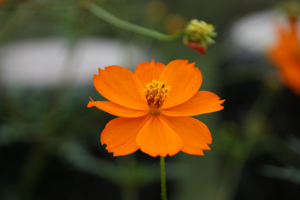 キバナコスモス