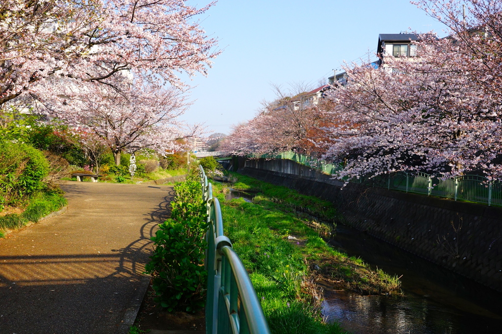 永谷川のサクラ