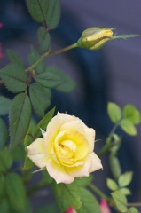 黄色いミニ薔薇
