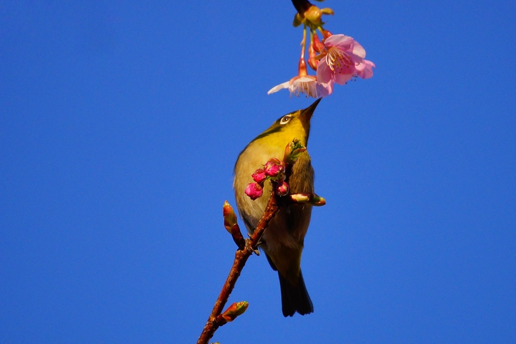 河津桜とメジロ