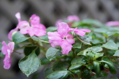 インパチェンス