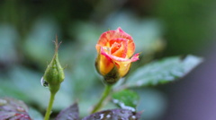 薔薇