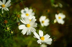 皆で日向ポッコ