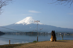 河口湖から見る富士