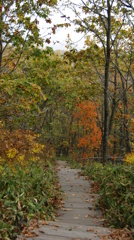 釧路湿原展望台への遊歩道