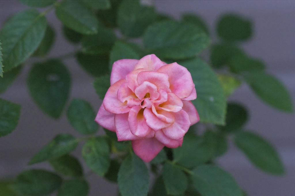 オレンジのミニ薔薇