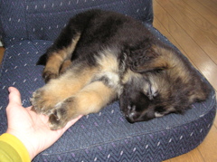 Ｒａｇの赤ちゃんの時