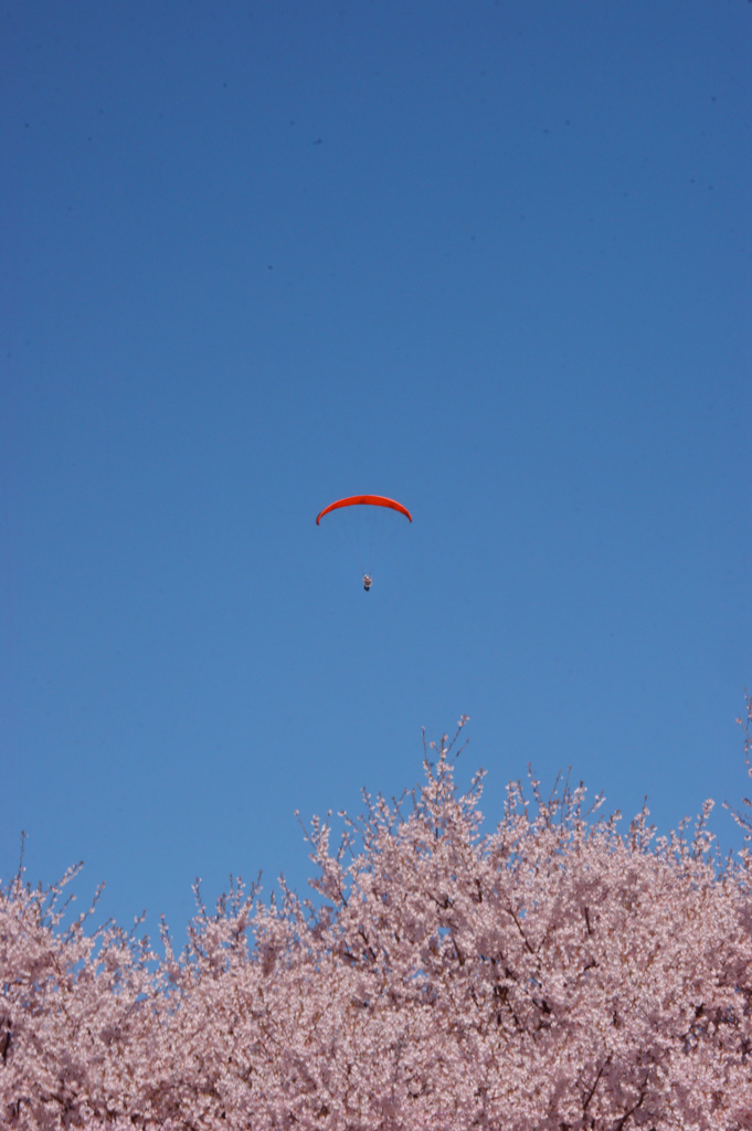 高遠の桜