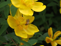 花粉集め