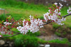 残り桜