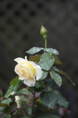 蕾と開花の薔薇