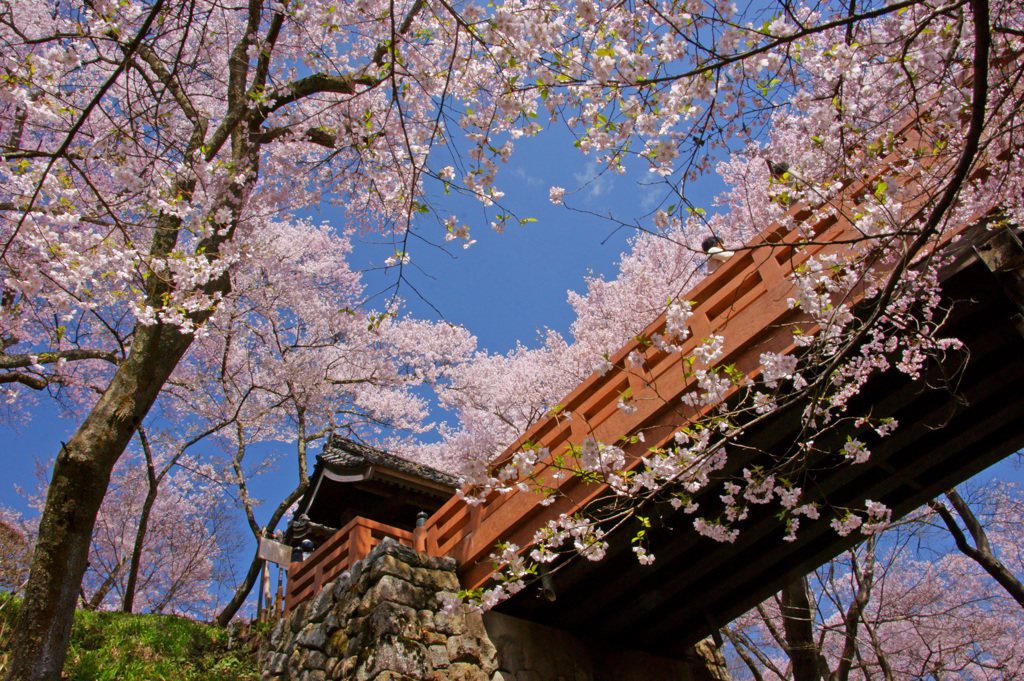 高遠の桜