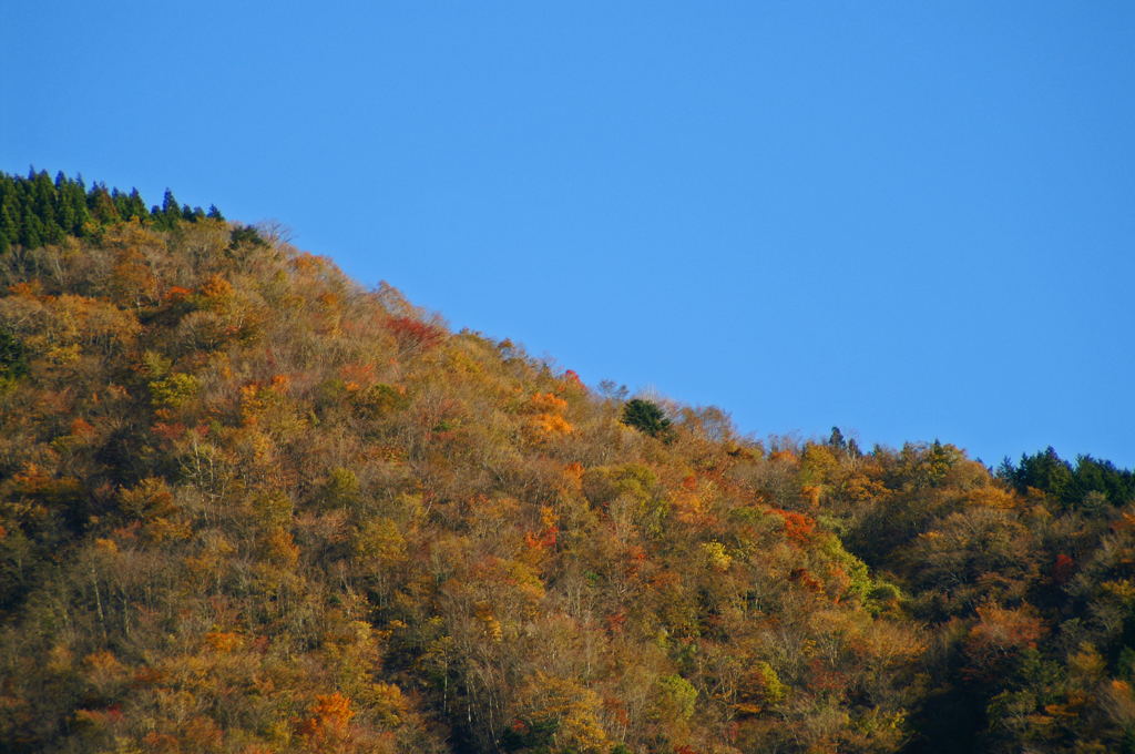 寸又峡の紅葉