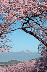 高遠の桜