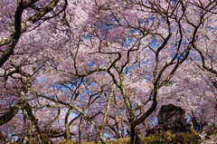 高遠の桜