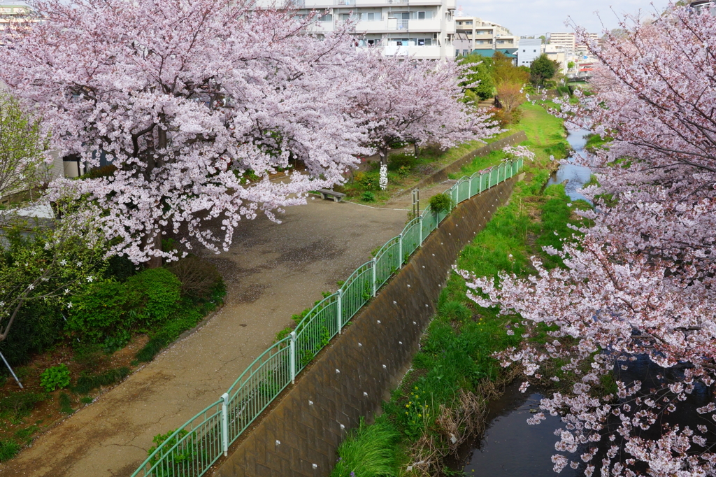 サクラ満開の永谷川