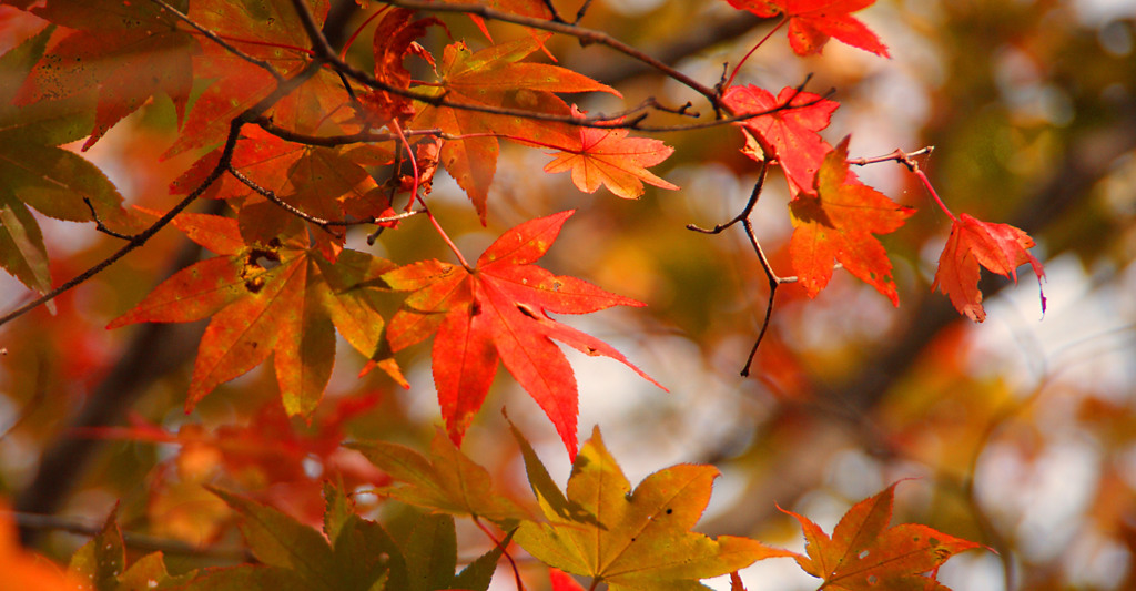釧路湿原の紅葉