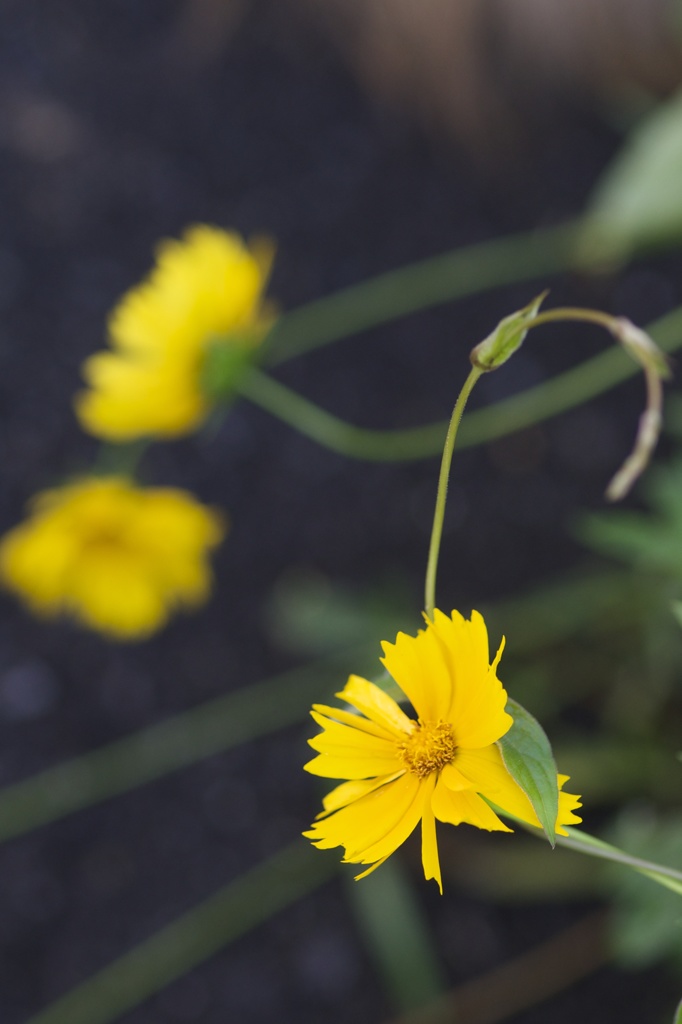 黄花