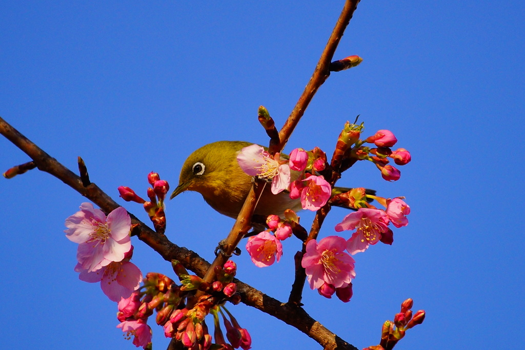 河津桜とメジロ