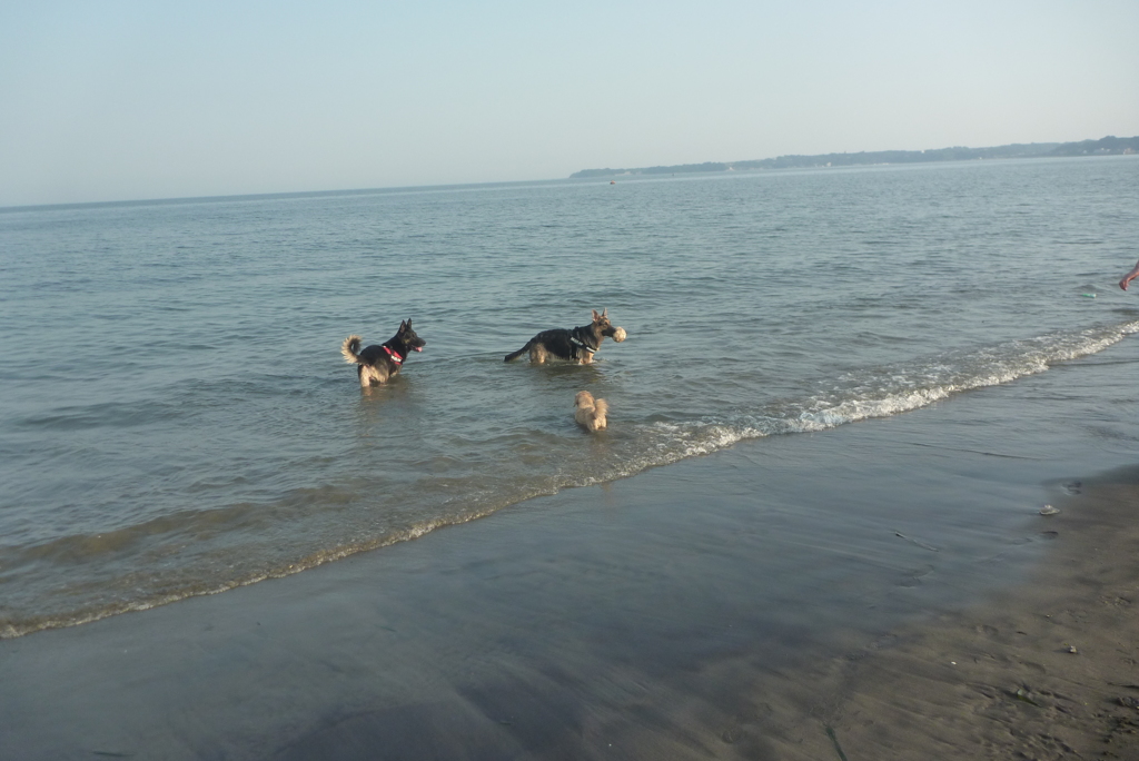 ワンコの海水浴