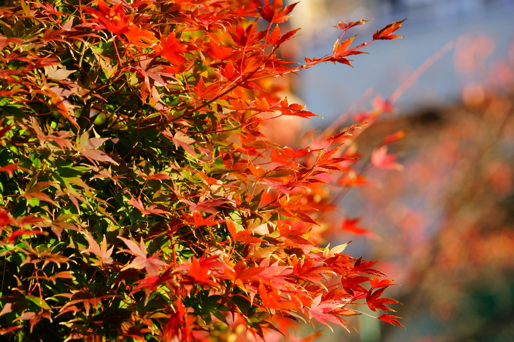 紅葉