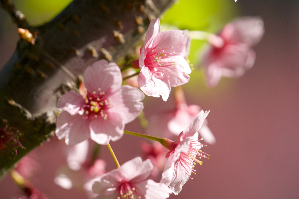 河津桜