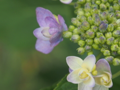 紫陽花