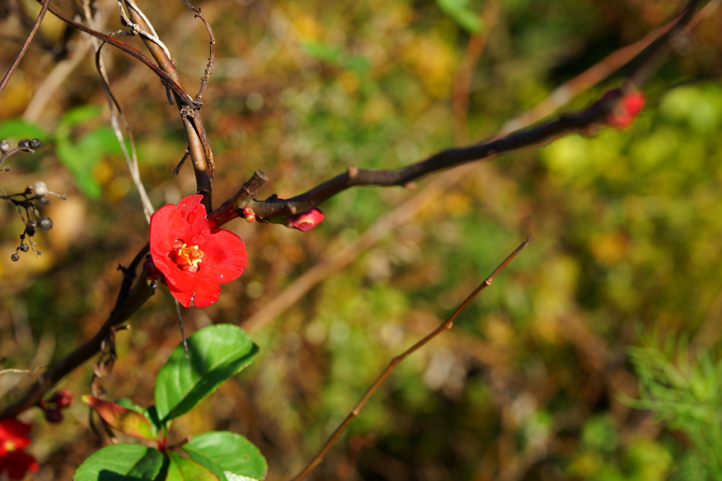 ボケの花