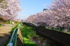 永谷川のサクラ