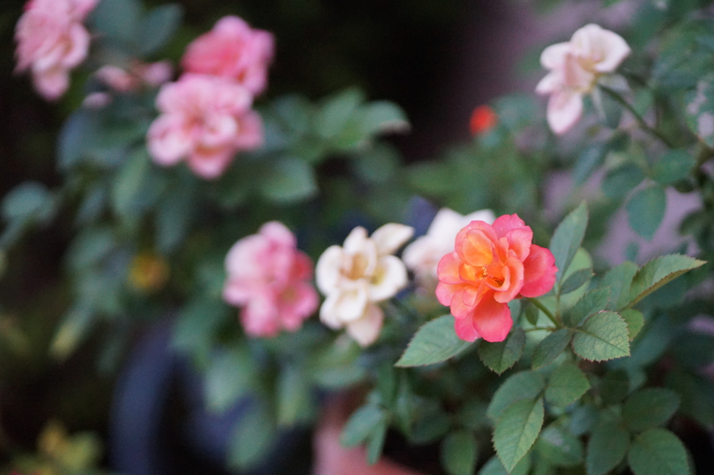 オレンジのミニ薔薇の変身