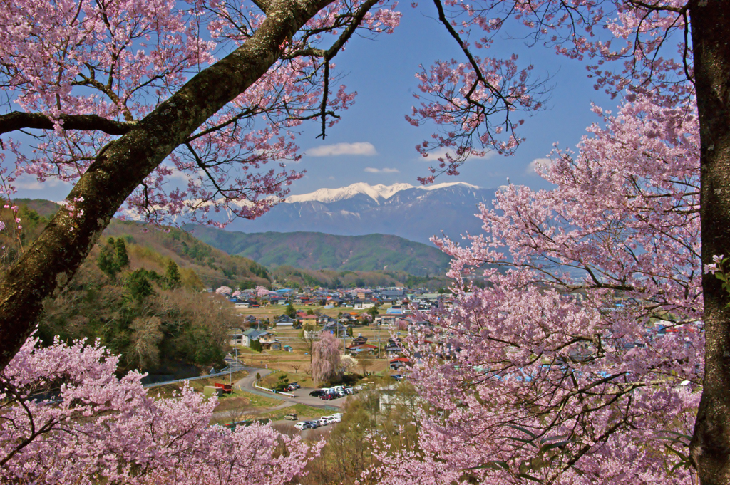 高遠の桜の間から見える中央アルプス